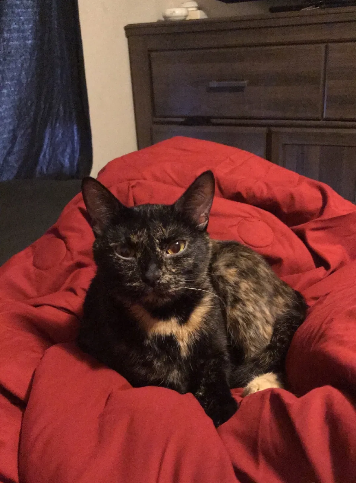 Lost cat in Shawnee, KS, 66226