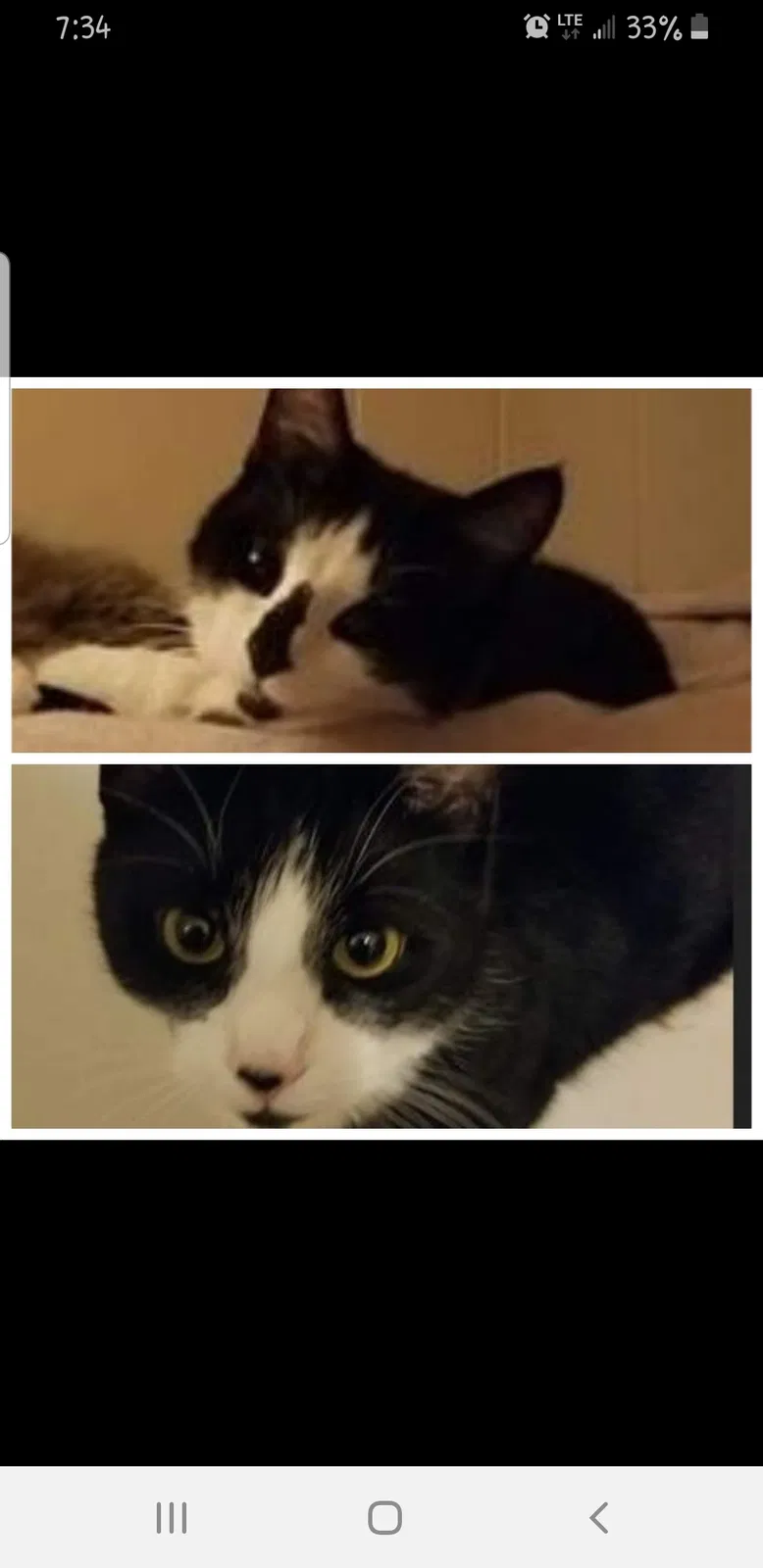 Lost cat in Cresson, PA, 16630