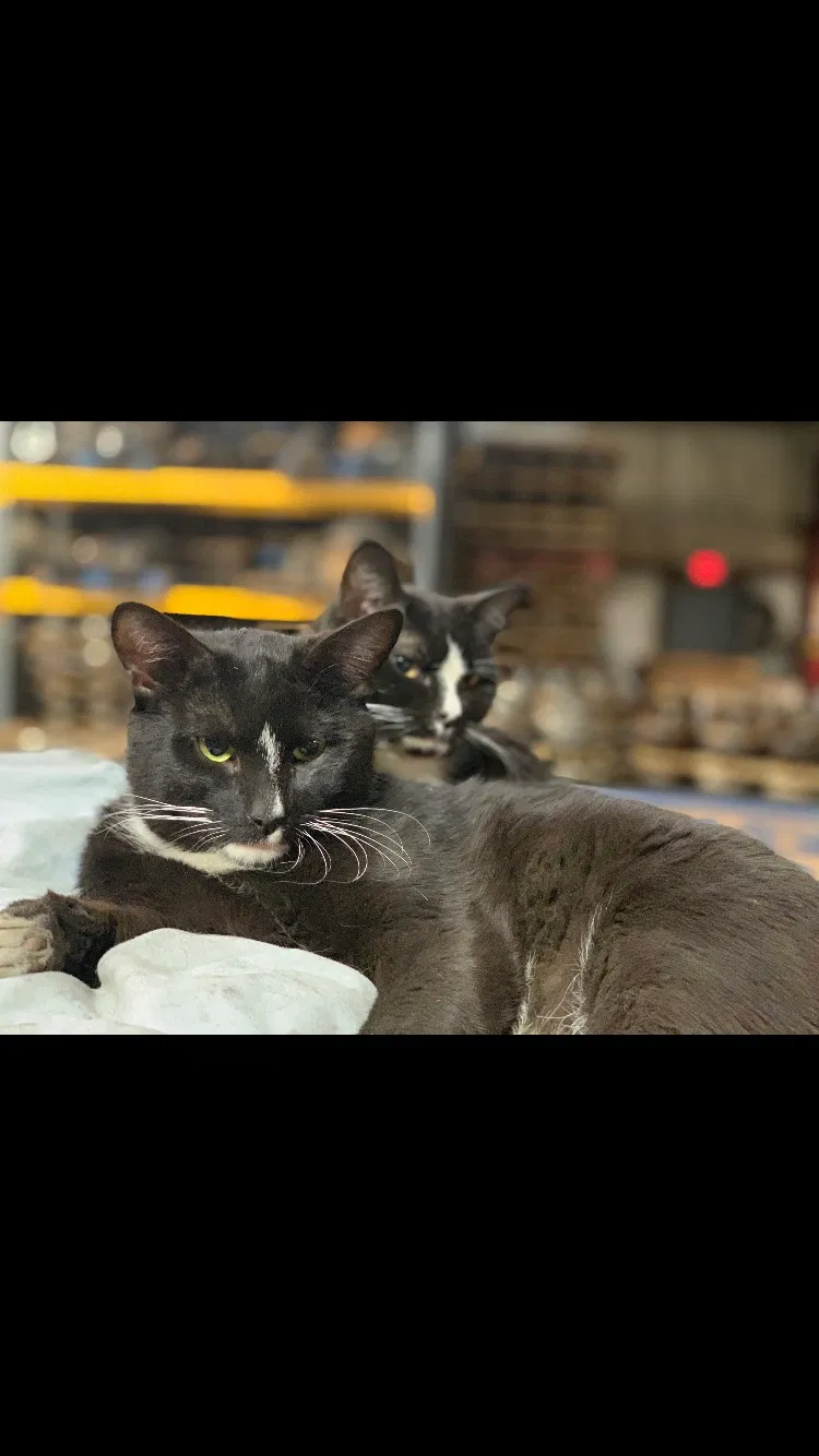 Lost cat in Dawsonville, GA, 30534