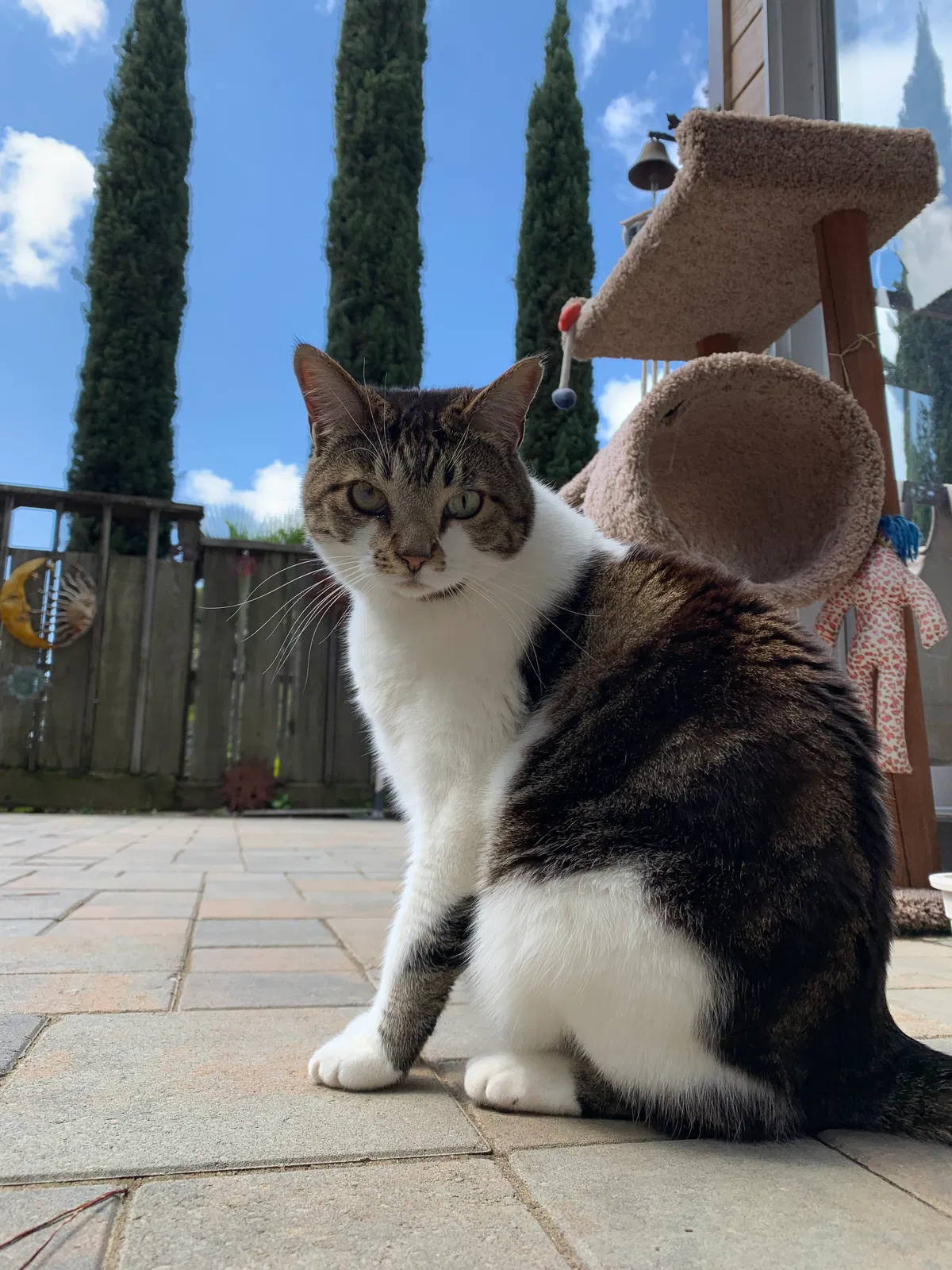 Lost cat in Hayward, CA, 94542