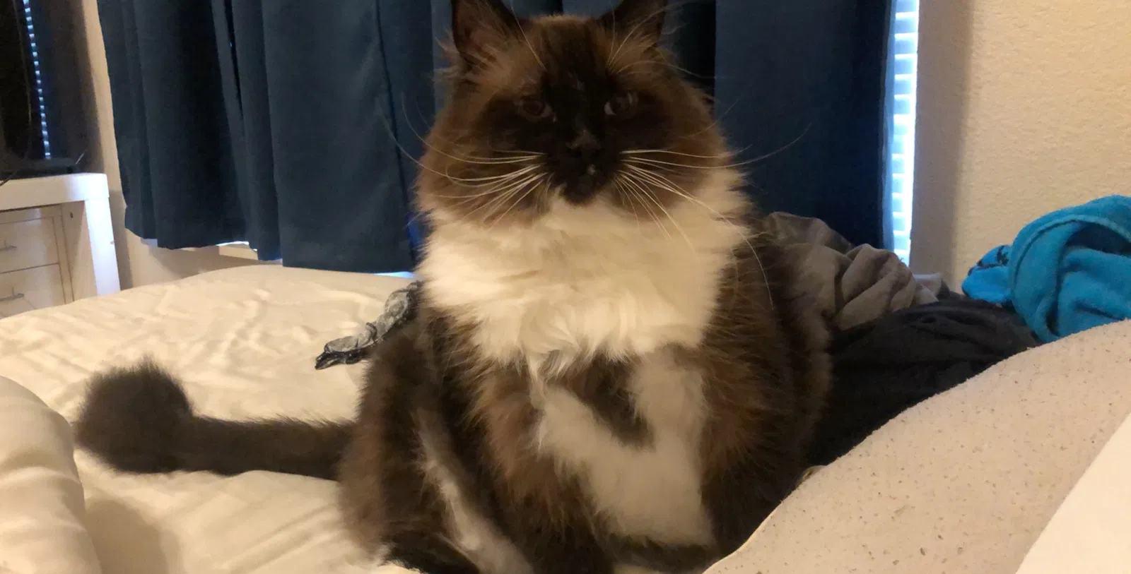 Lost cat in Gilbert, AZ, 85295
