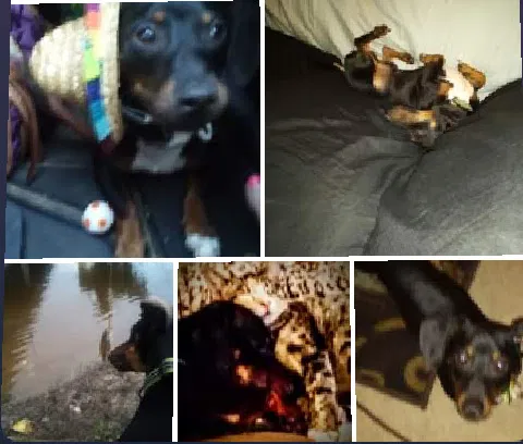 Lost dog in West Monroe, LA, 71292