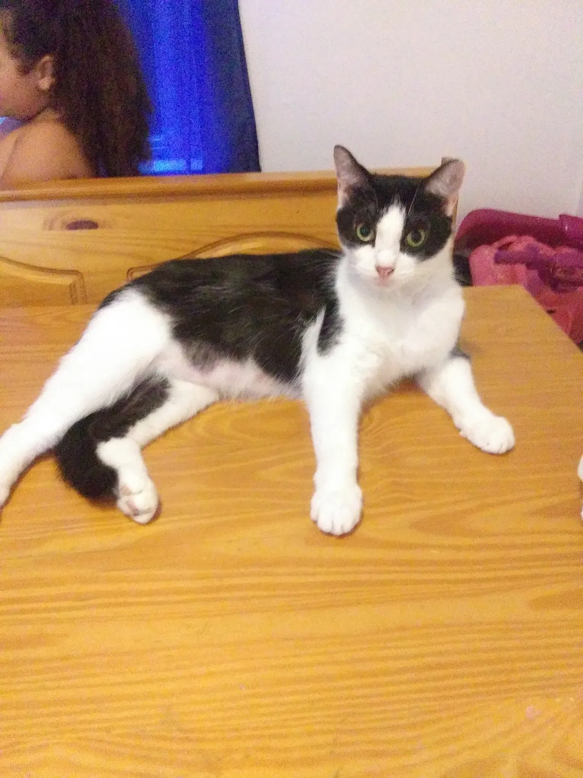 Lost cat in Pittsburgh, PA, 15220