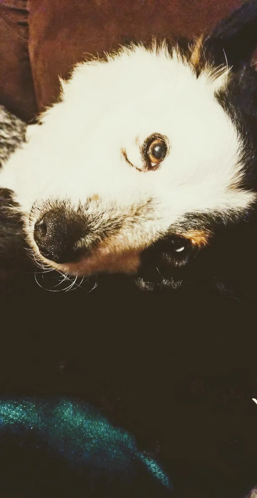 Lost dog in Pensacola, FL, 32526