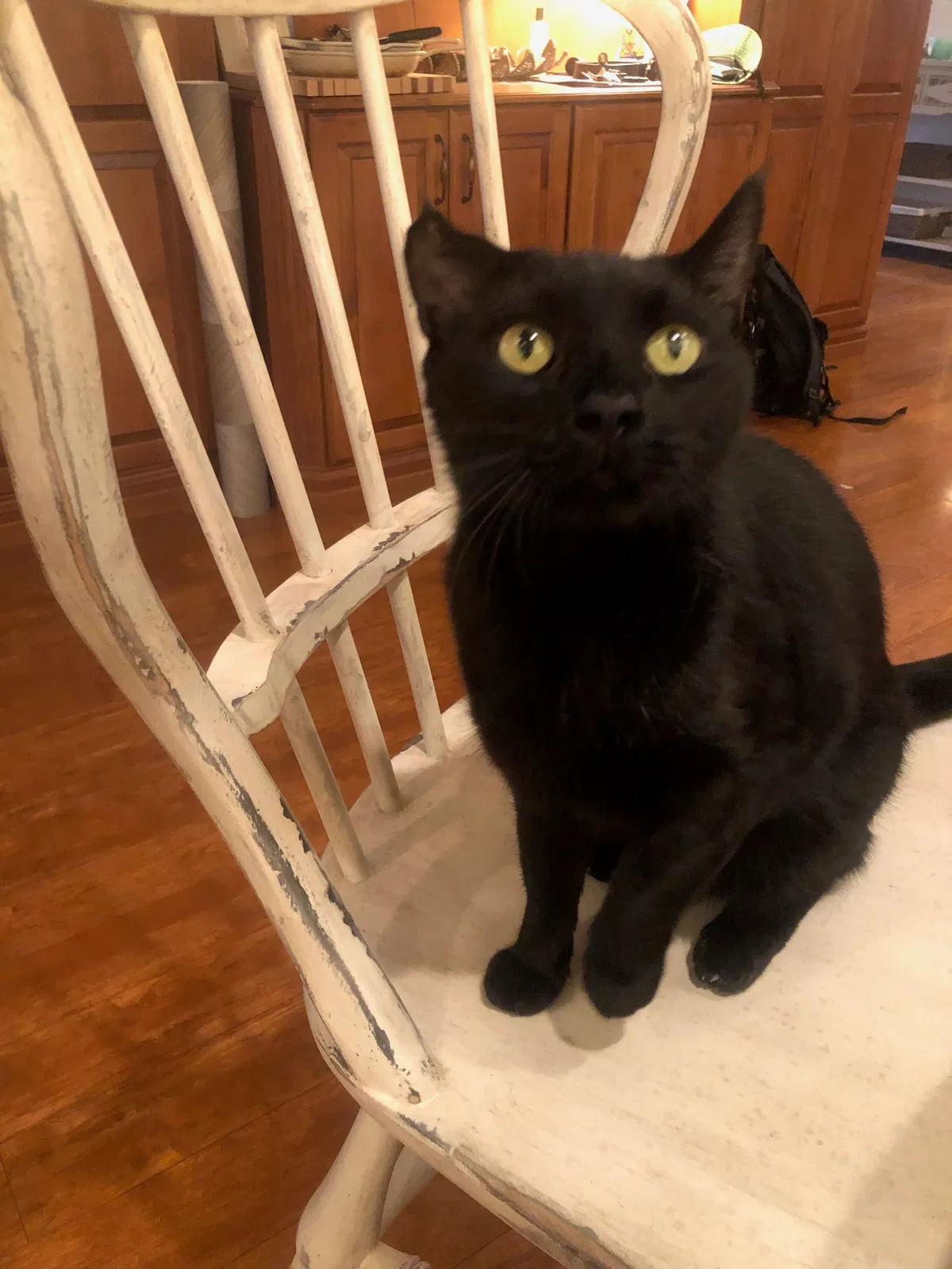 Lost cat in Sarasota, FL, 34231