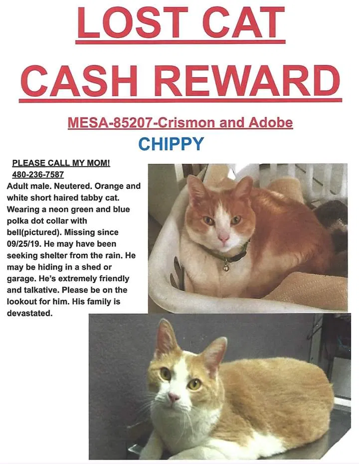 Lost cat in Mesa, AZ, 85207
