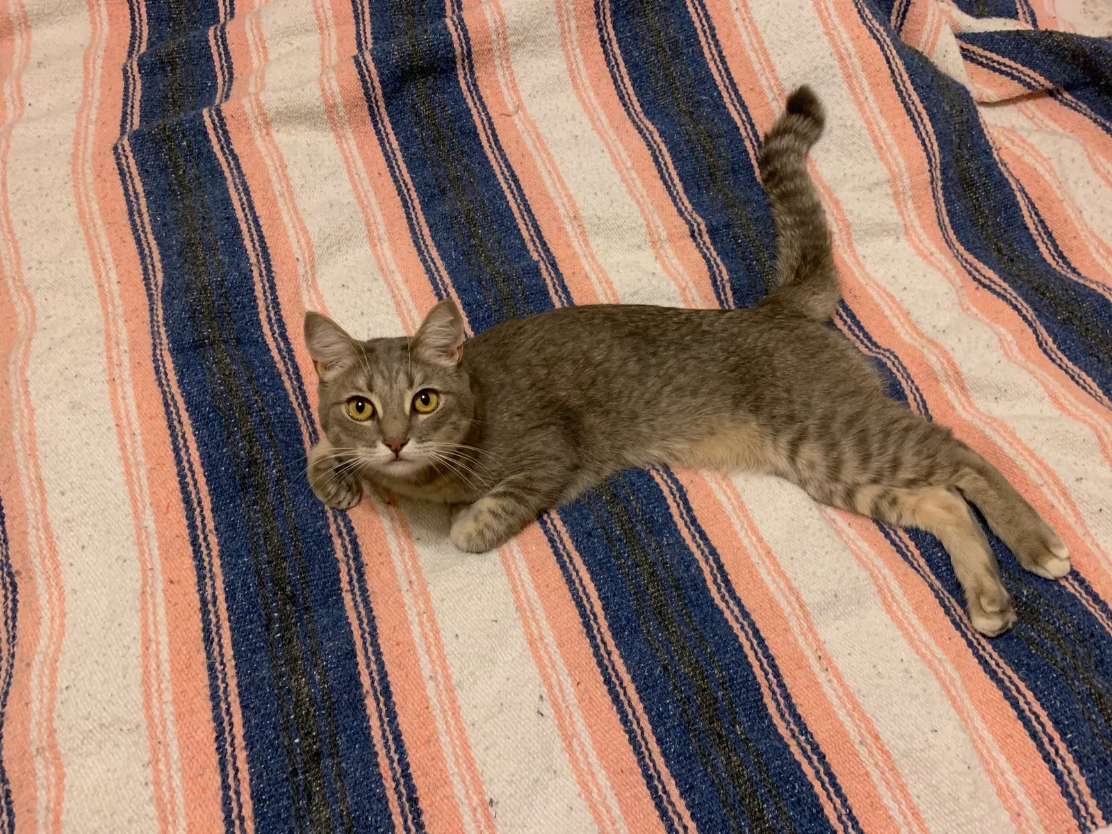 Lost cat in Phoenix, AZ, 85085