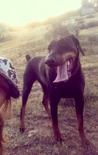 Lost dog in Decatur, TN, 37322