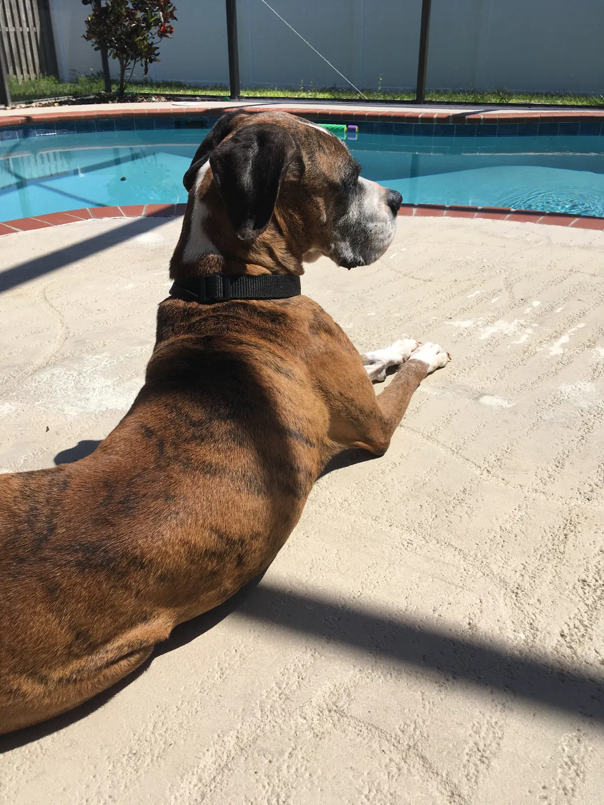 Lost dog in Sarasota, FL, 34243
