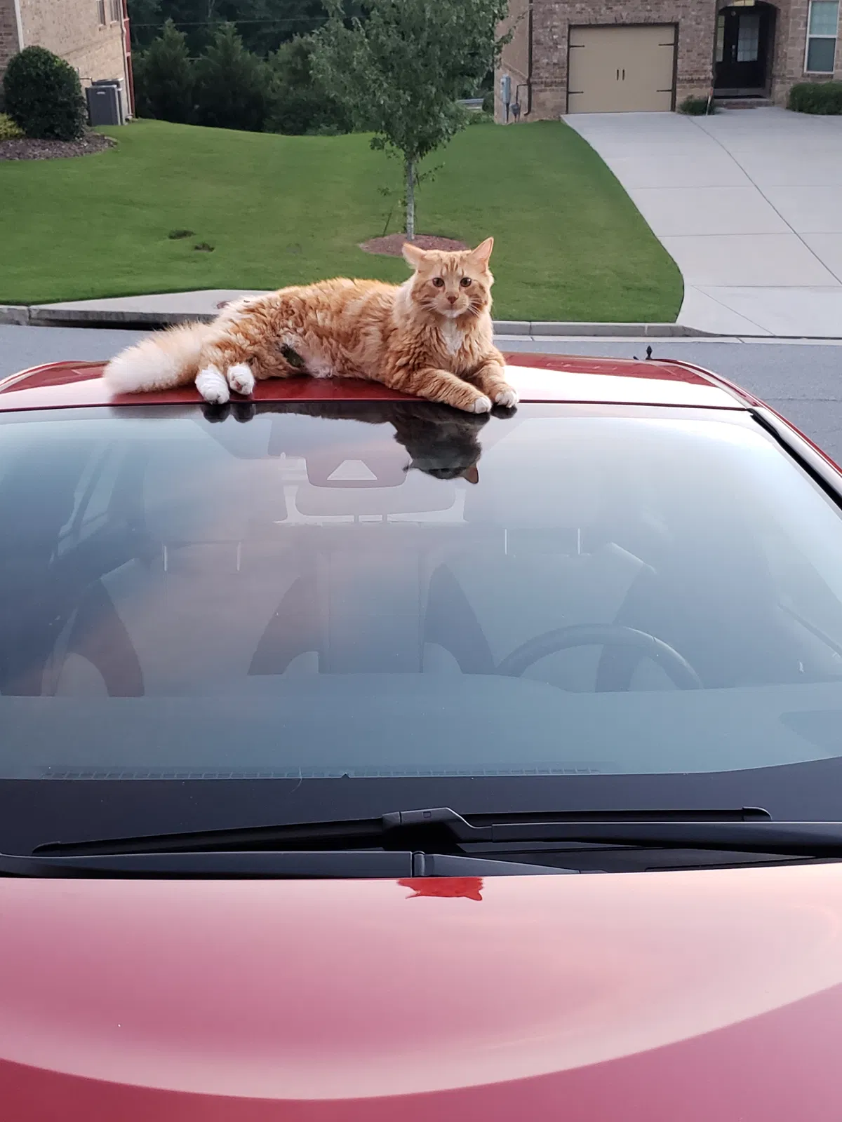 Lost cat in Marietta, GA, 30066