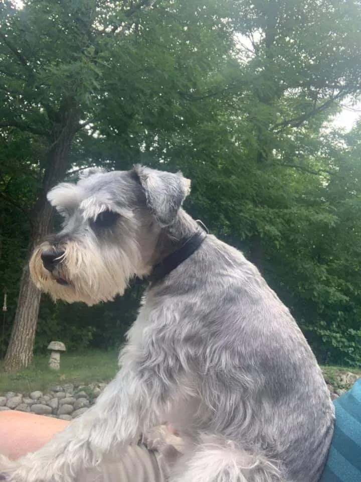 Lost dog in Brainerd, MN, 56401