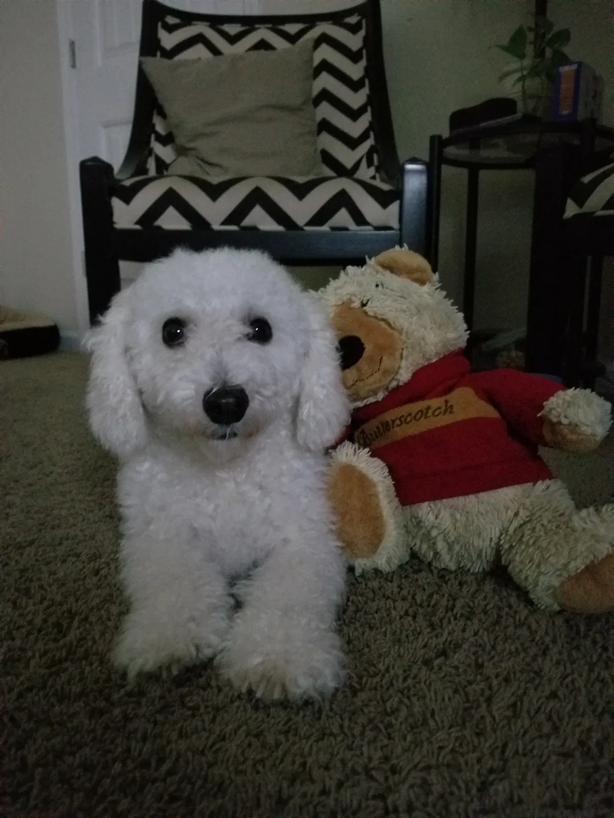 Lost dog in Snellville, GA, 30039