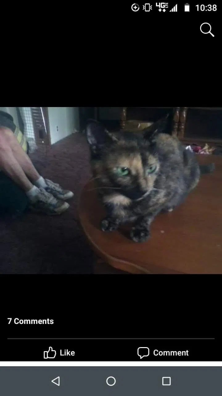 Lost cat in Cresson, PA, 16630