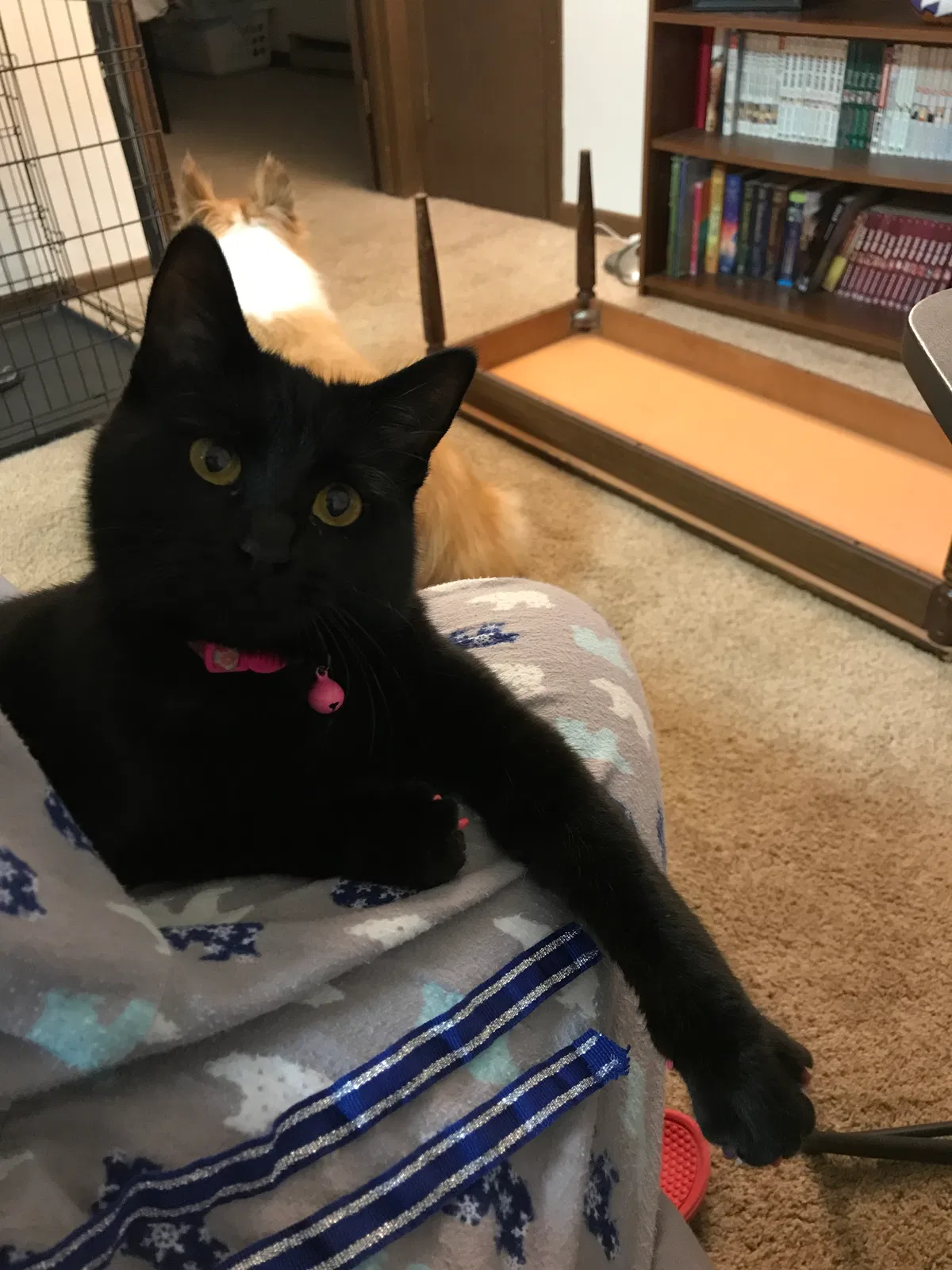 Missing Cat