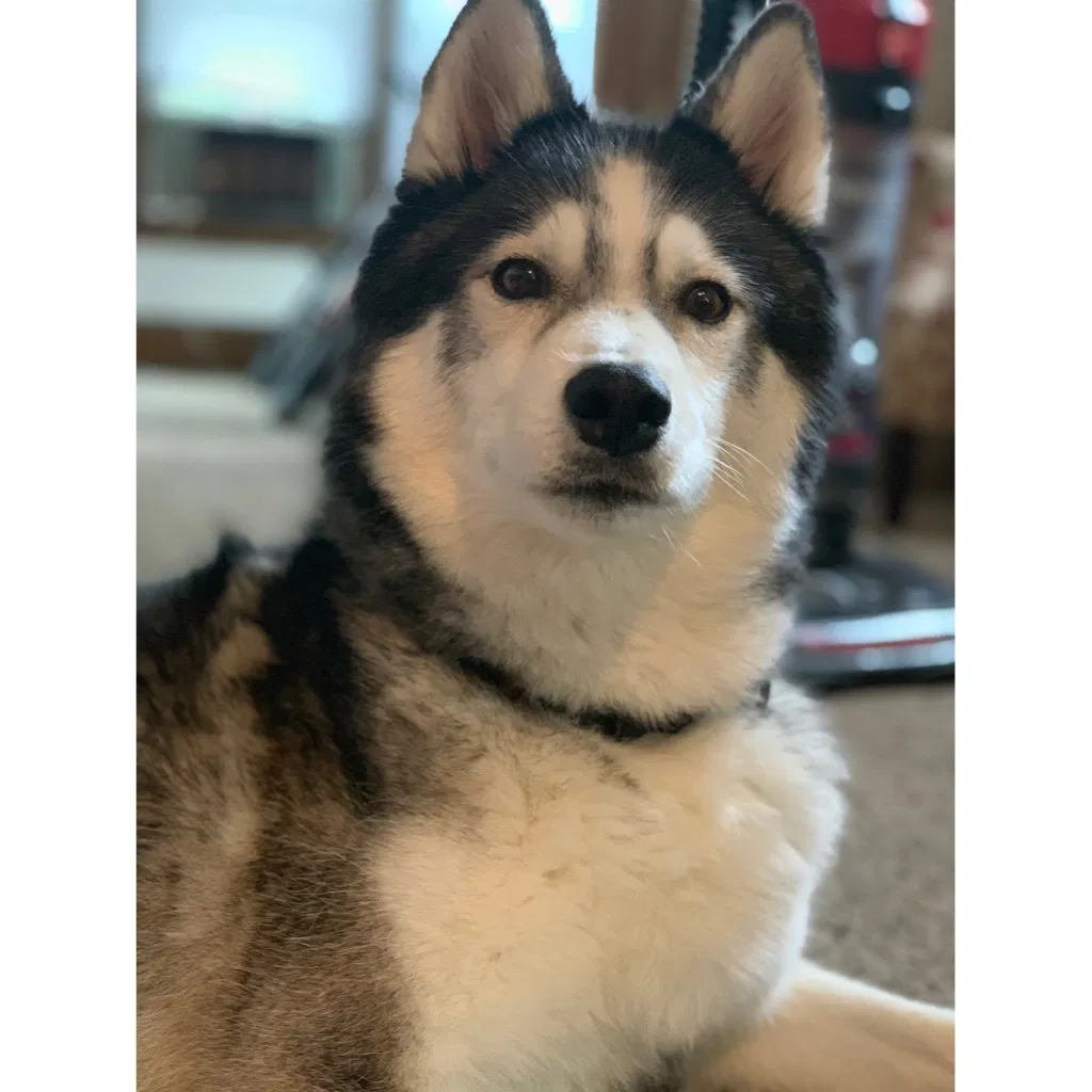 Lost dog in Minneapolis, MN, 55408