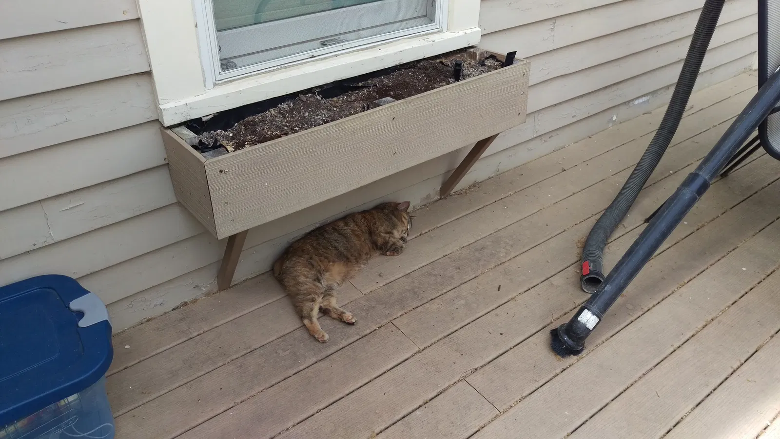 Lost cat in Westerville, OH, 43081