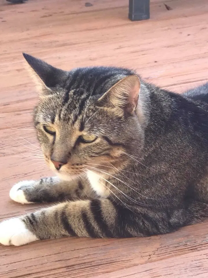 Lost cat in Griffin, GA, 30224