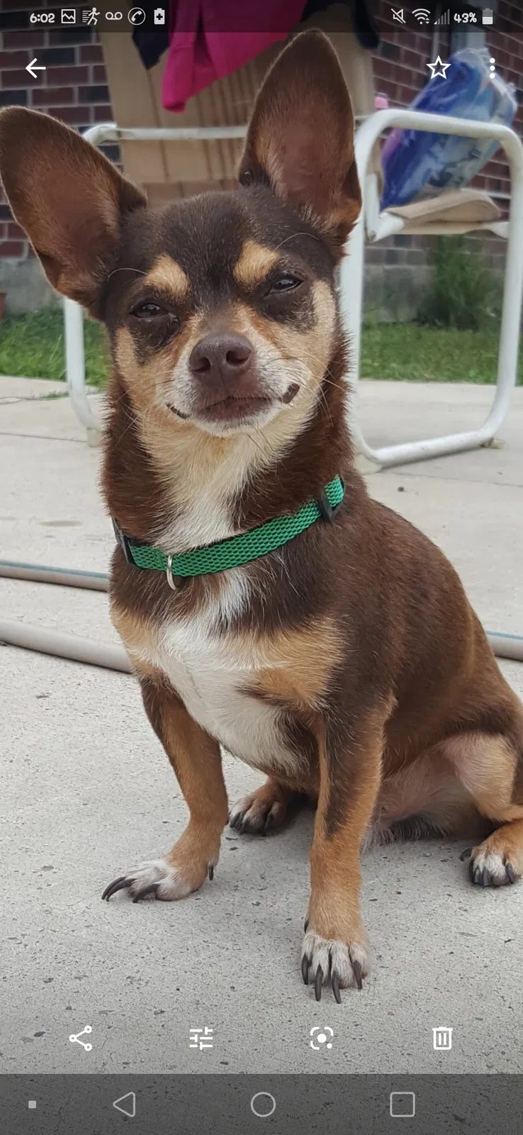 Lost dog in San Benito, TX, 78586