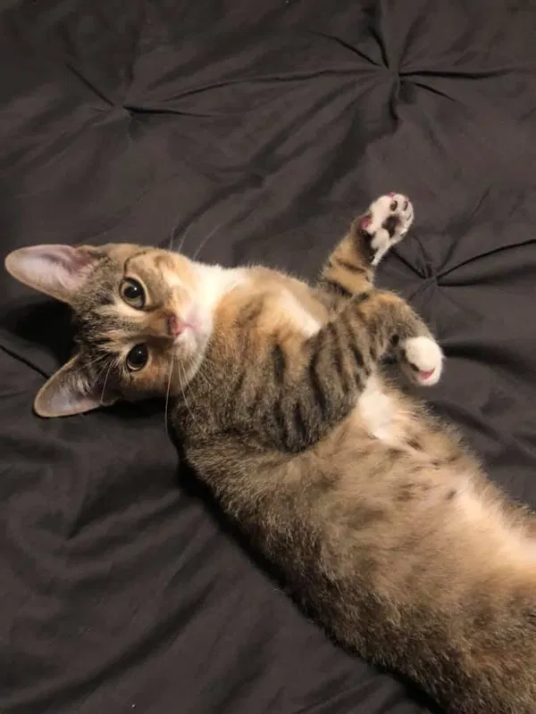 Lost cat in Midland, TX, 79701
