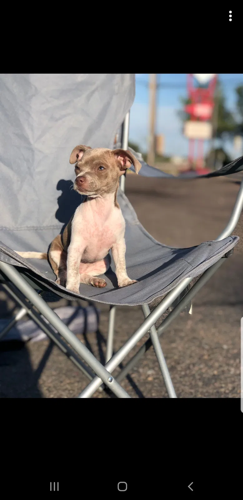 Lost dog in Westminster, CO, 80030