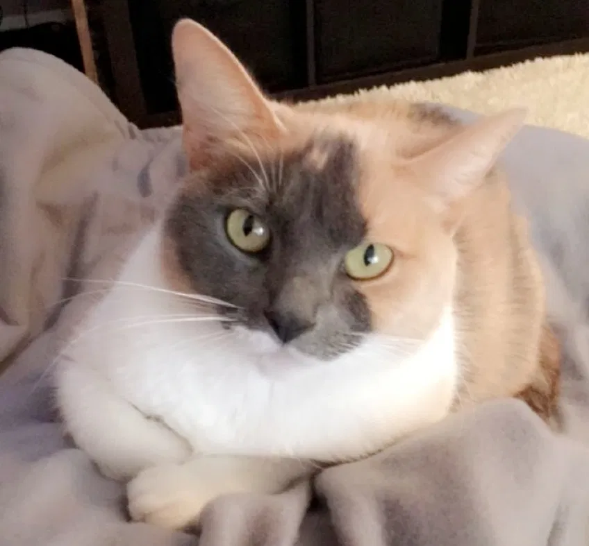 Lost cat in Cincinnati, OH, 45251