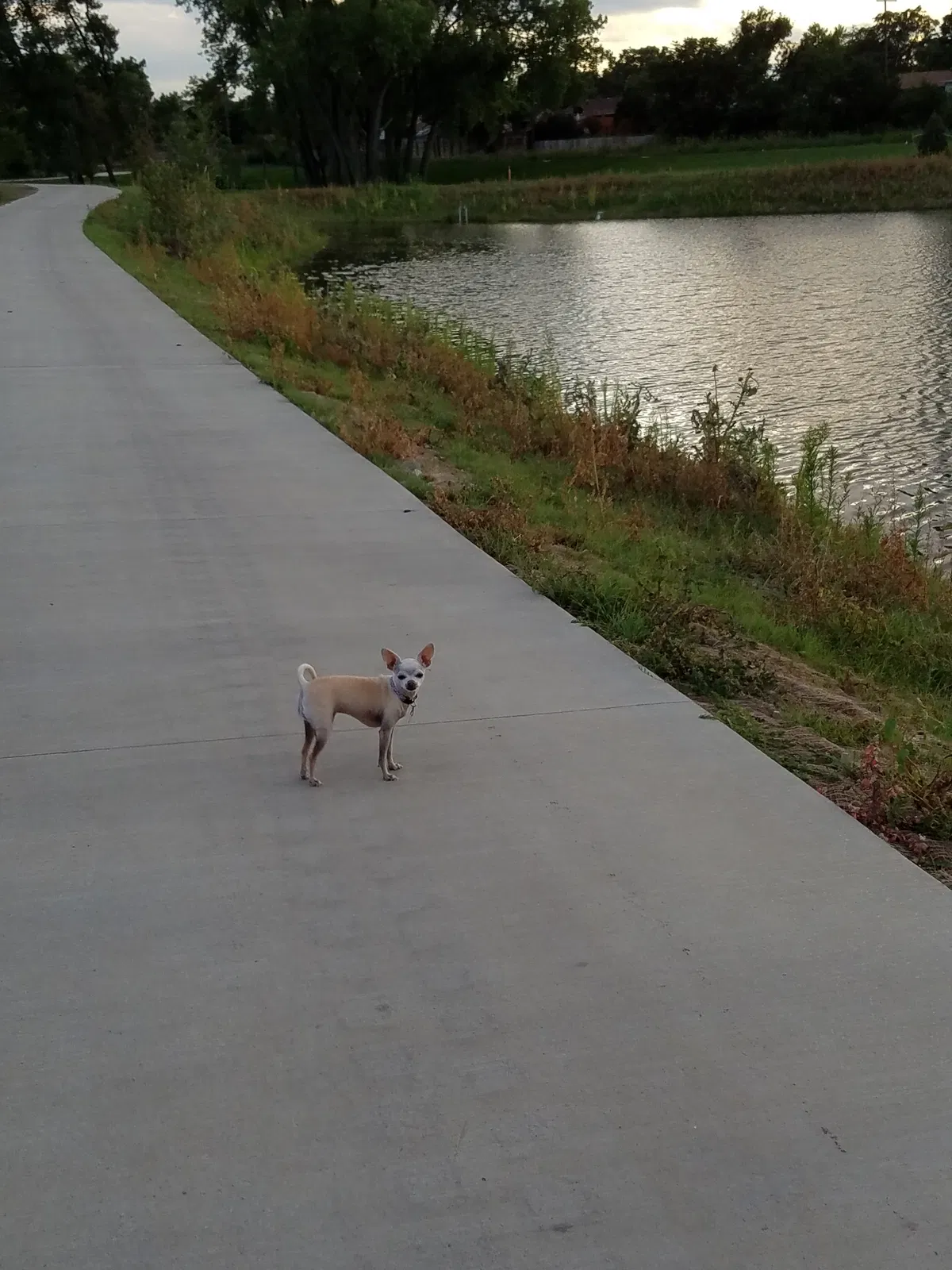 Lost dog in Denver, CO, 80221