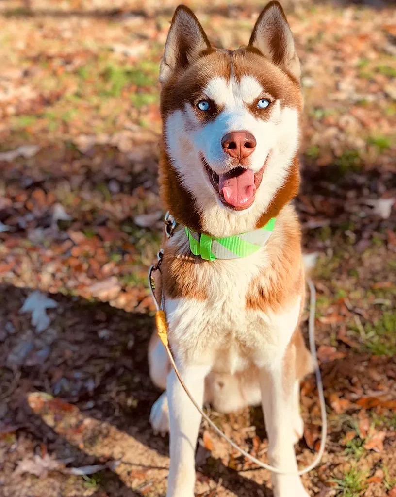 Lost dog in Resaca, GA, 30735