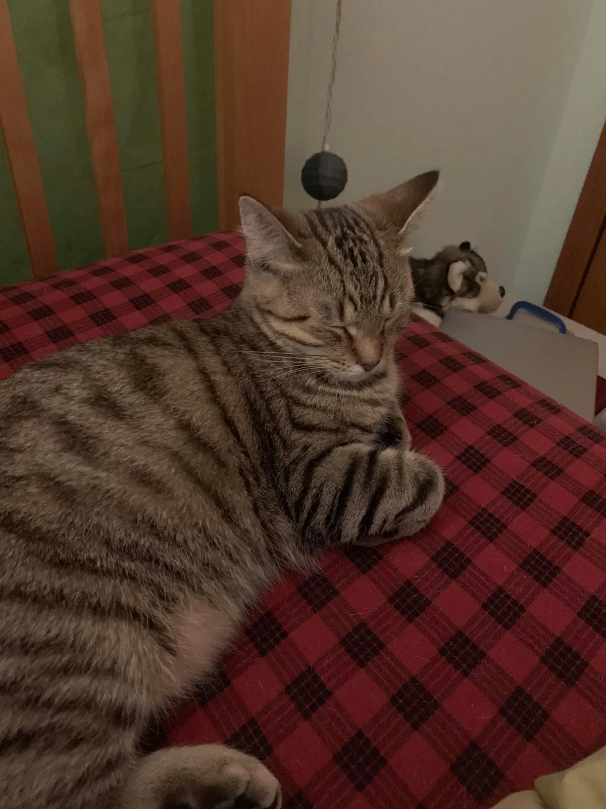Lost cat in Madison, WI, 53703