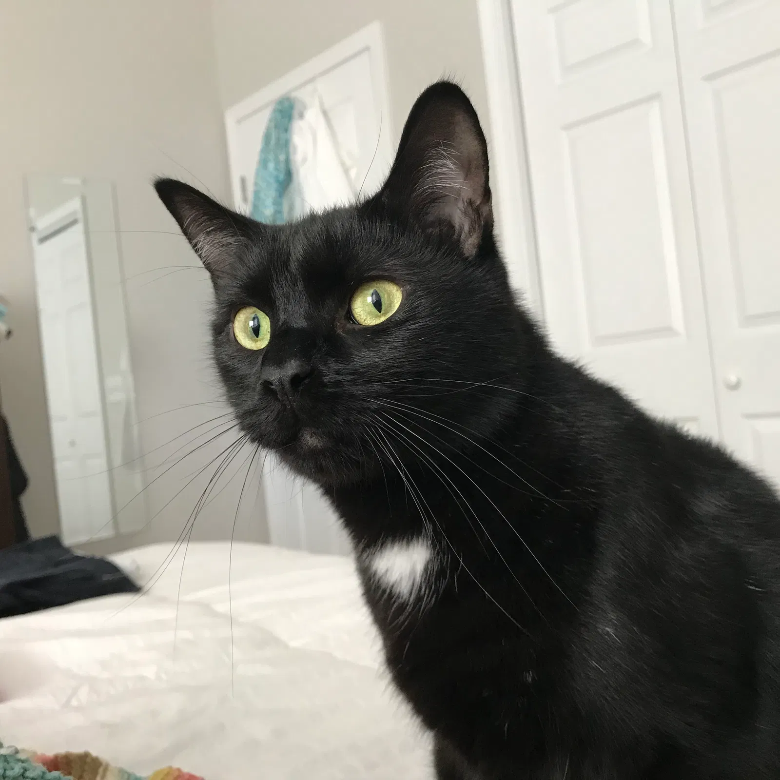 Lost cat in Wilmington, NC, 28412