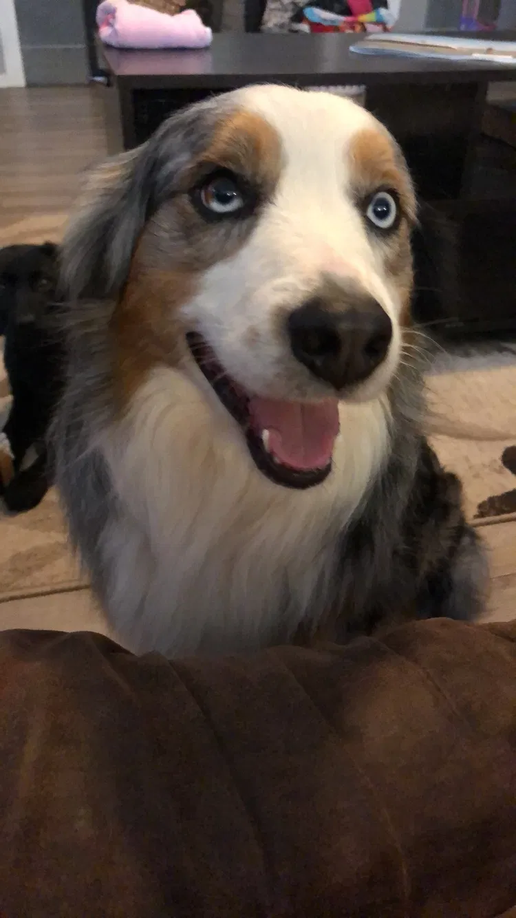Lost dog in Mcalester, OK, 74501