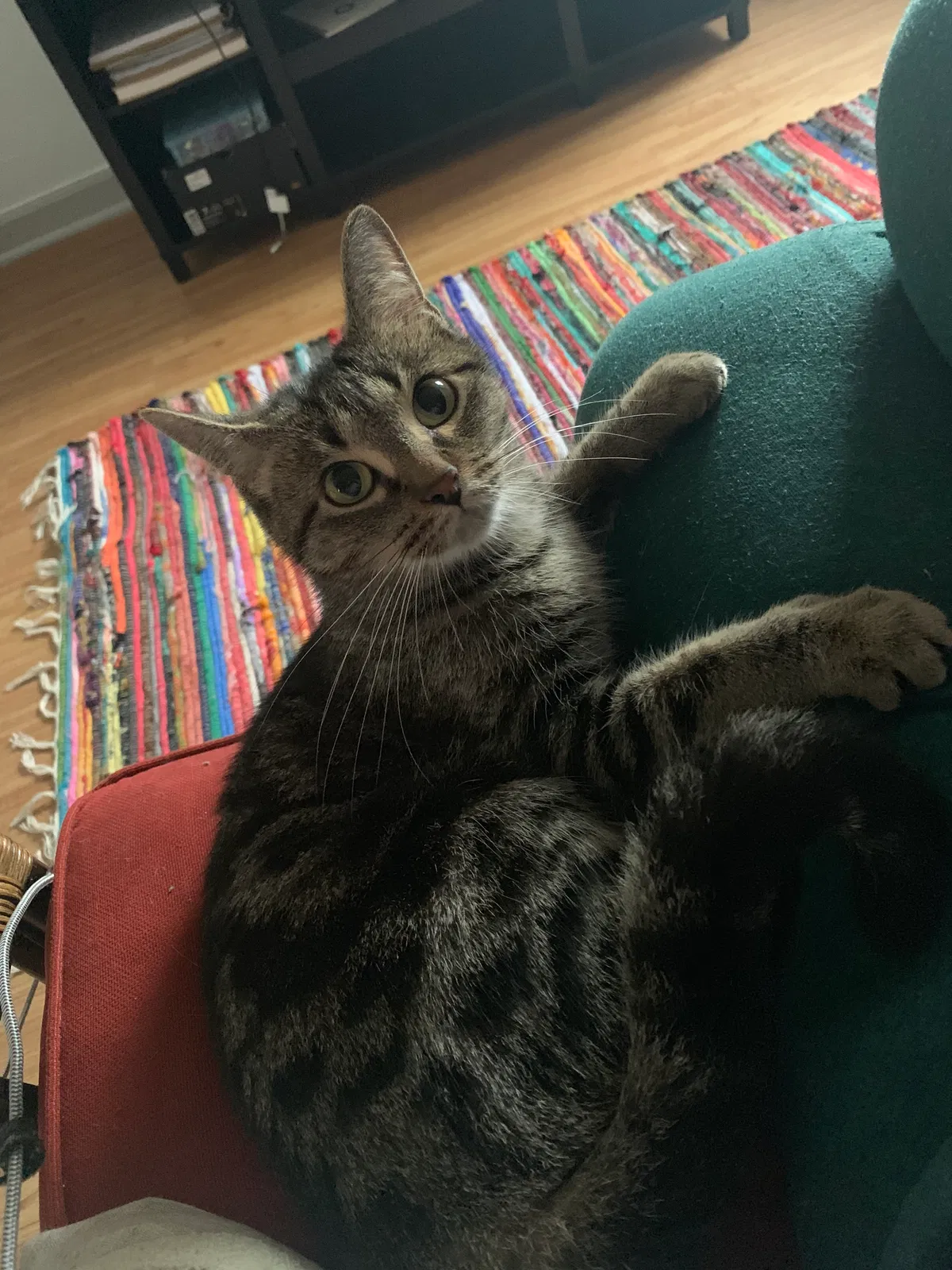 Lost cat in Milwaukee, WI, 53204