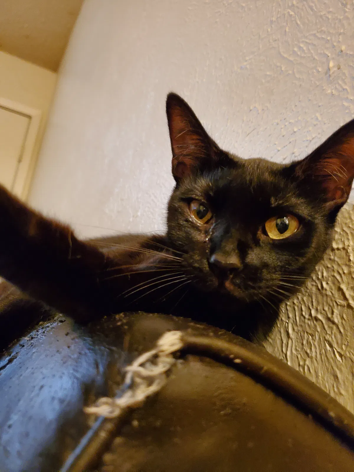 Lost cat in Arlington, TX, 76013