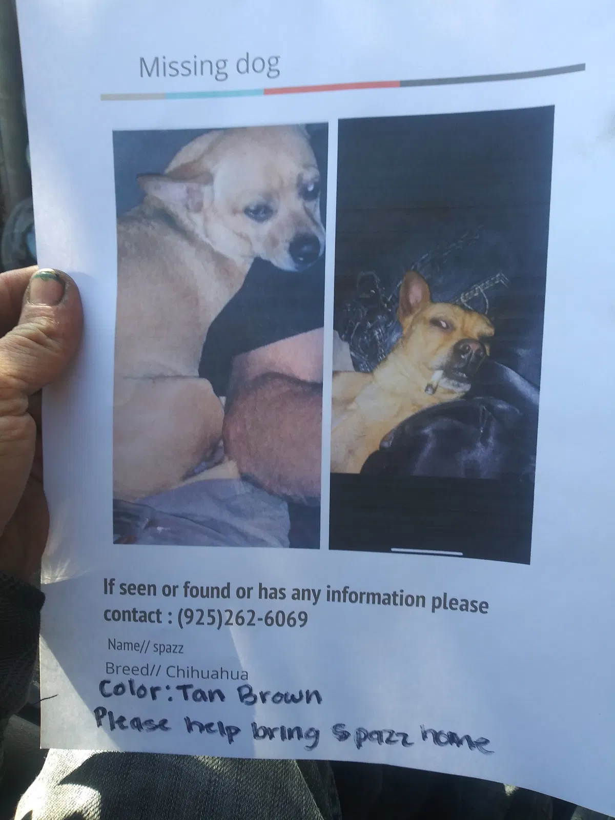 Lost dog in Antioch, CA, 94509