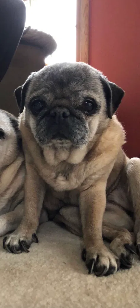 Lost dog in Hinckley, OH, 44233
