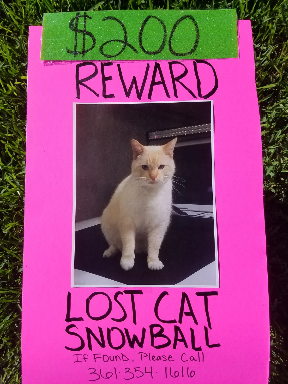 Lost cat in Victoria, TX, 77901