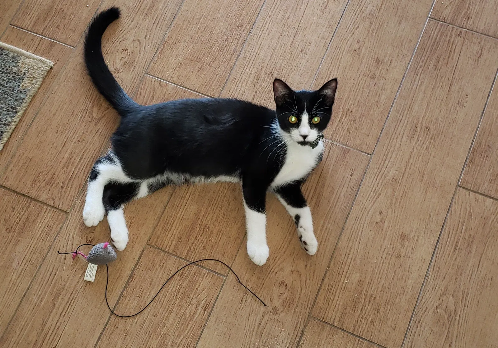 Lost cat in Apache Junction, AZ, 85119