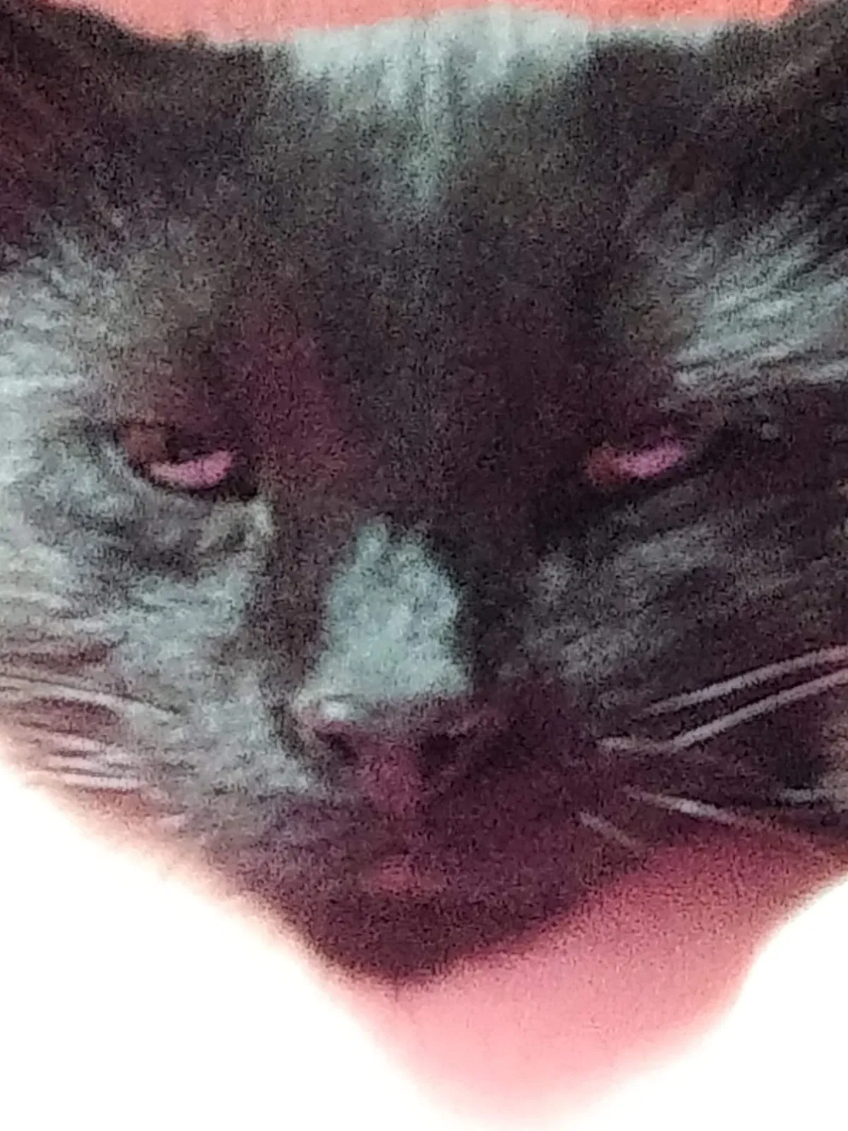 Lost cat in Lacey, WA, 98503