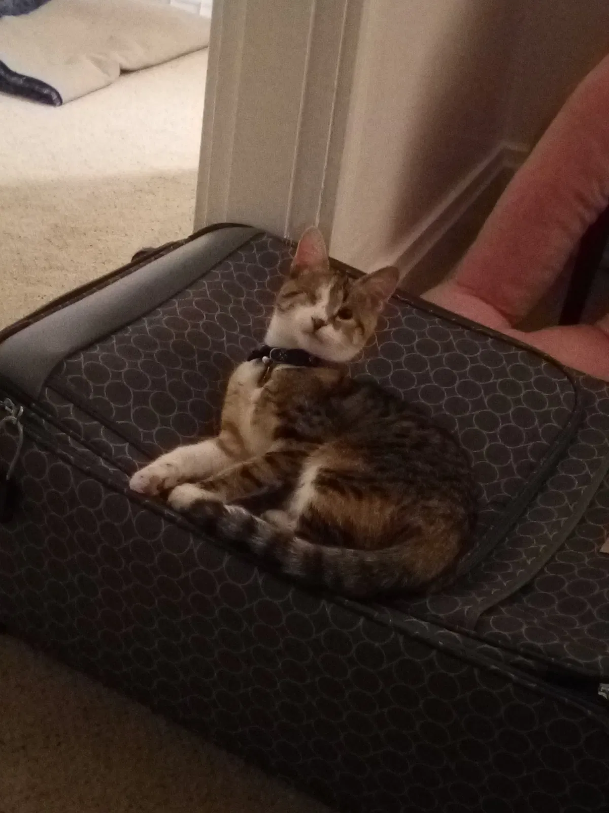 Lost cat in Trafford, PA, 15085