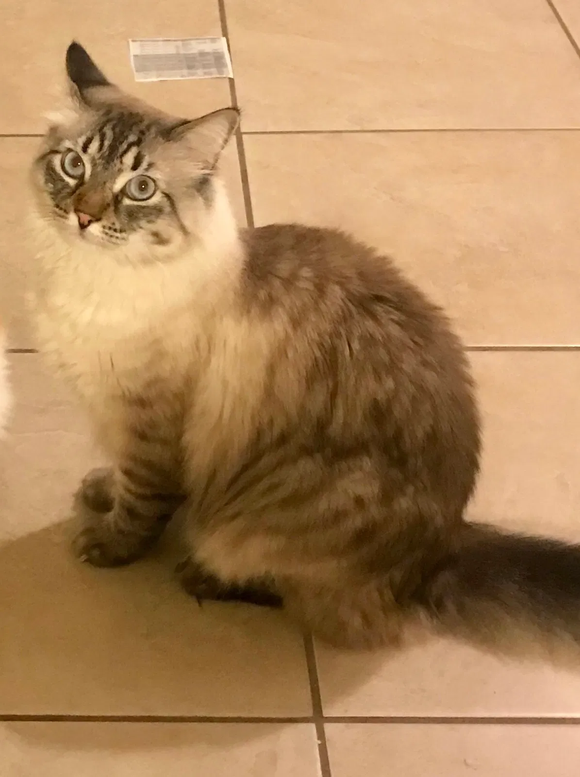 Lost cat in Oakland, CA, 94609