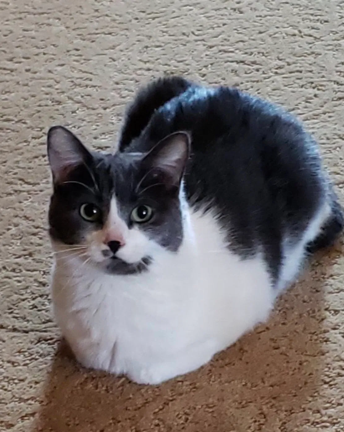 Lost cat in Newbury Park, CA, 91320