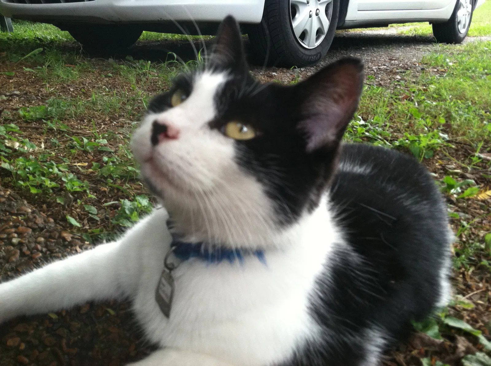 Lost cat in Nashville, TN, 37221