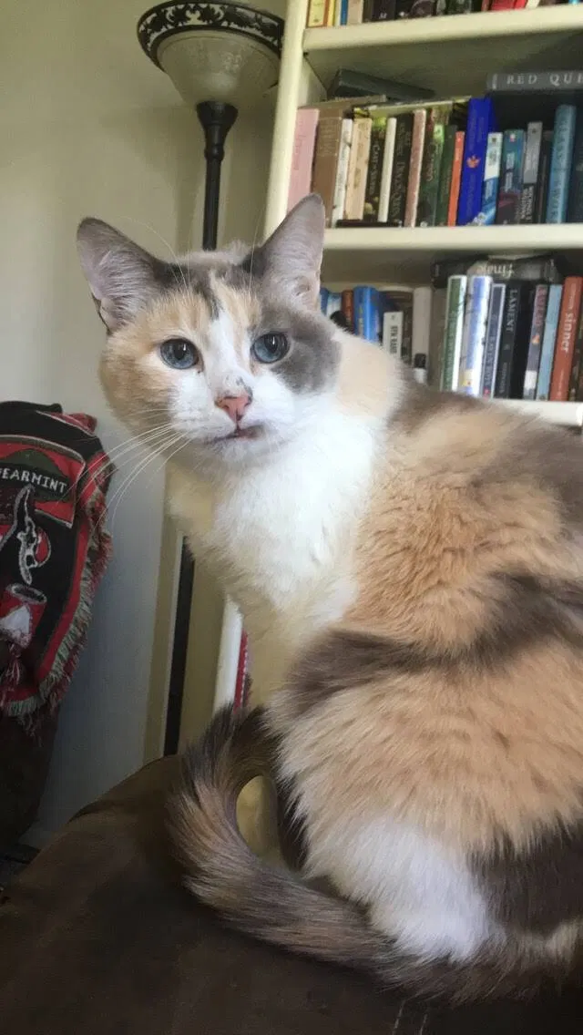 Lost cat in Greeley, CO, 80634