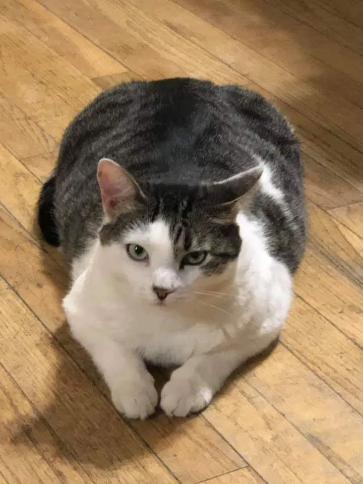 Lost cat in Las Cruces, NM, 88001