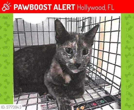 Lost cat in Hollywood, FL, 33021