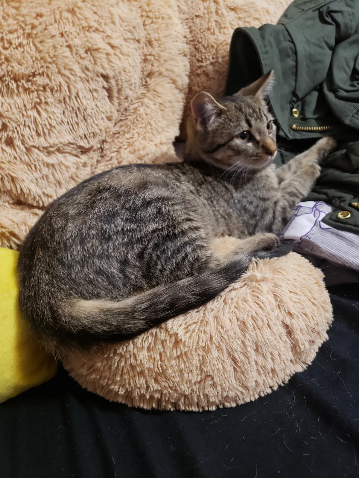 Lost cat in Sterling Heights, MI, 48312