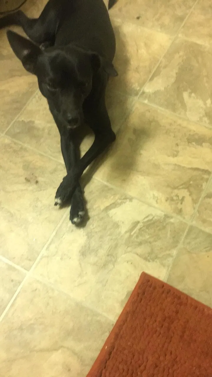 Lost dog in Phoenix, AZ, 85027