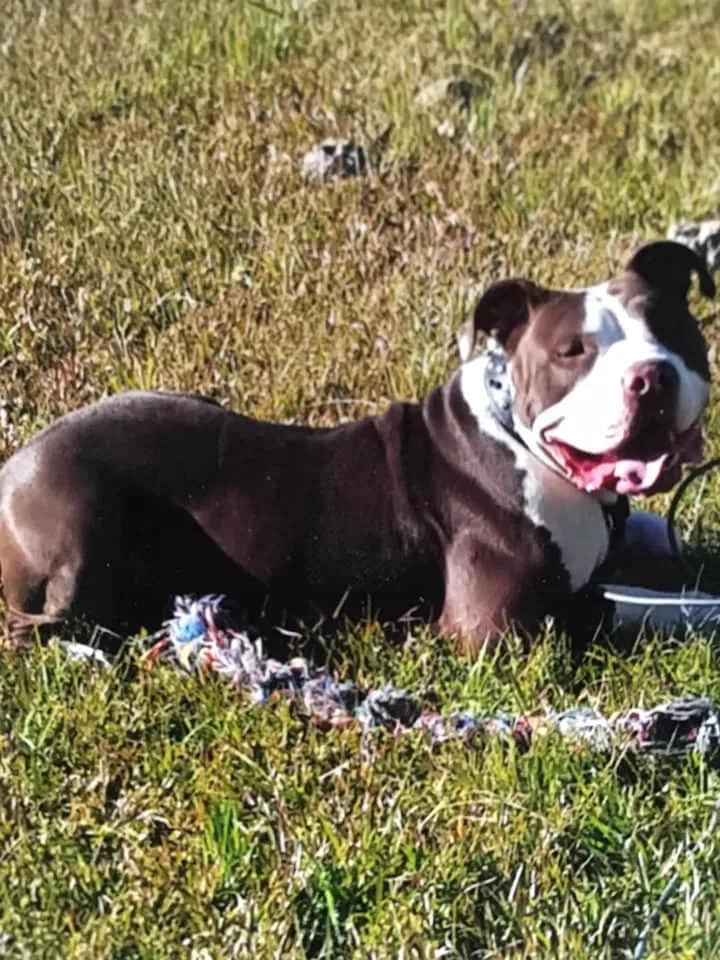 Lost dog in Lafayette, LA, 70506