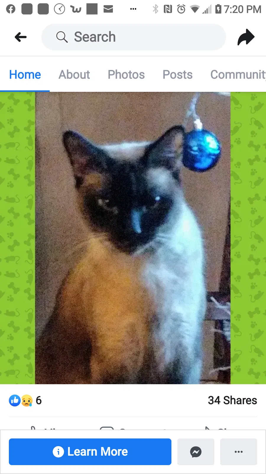 Lost cat in Lafayette, IN, 47909