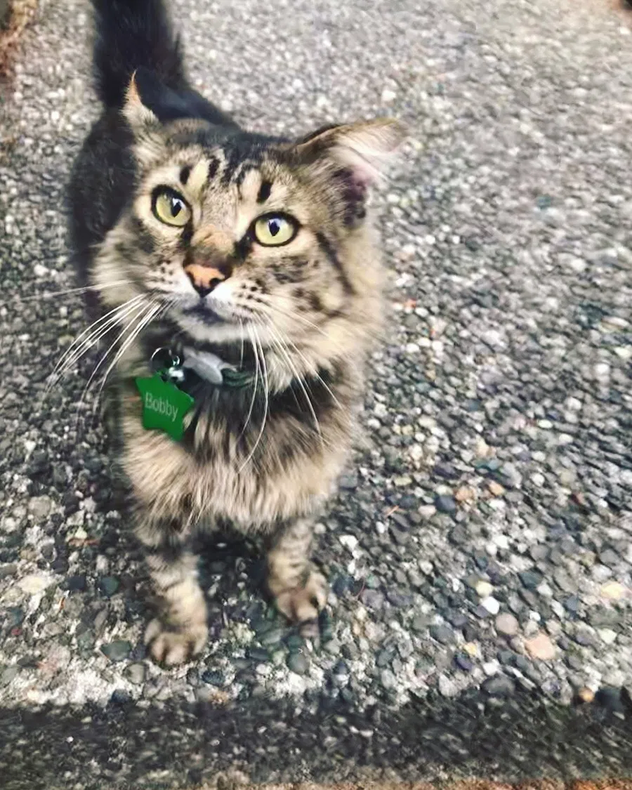 Lost cat in Lynnwood, WA, 98087