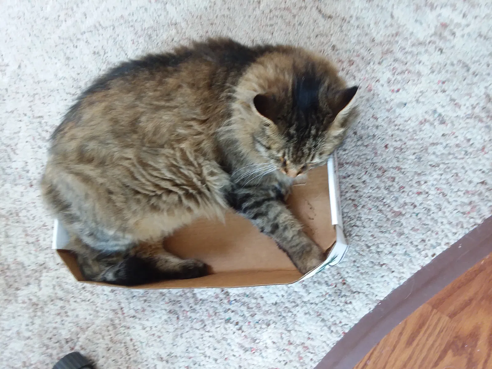 Lost cat in Prescott, AZ, 86303